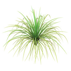 Lush green ornamental grass on white background