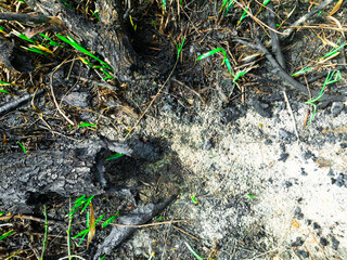 Grass growing after a wildfire. Earth Day background.