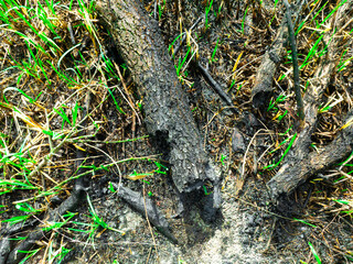 Aerial view of a grass growing after a wildfire. Earth Day background.