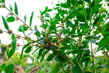 Ashwagandha plant or withania somnifera plant is ayurvedic medical plant