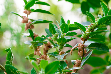 Ashwagandha plant or withania somnifera plant is ayurvedic medical plant