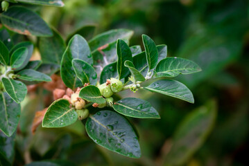 Fototapeta premium Ashwagandha plant or withania somnifera plant is ayurvedic medical plant