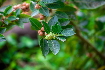 Ashwagandha plant or withania somnifera plant is ayurvedic medical plant