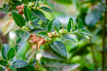 Ashwagandha plant or withania somnifera plant is ayurvedic medical plant