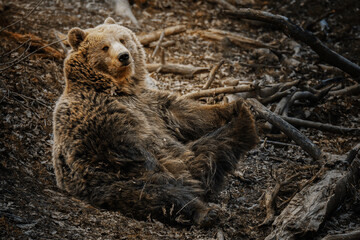 Brown bear (Ursus arctos) resting and monitored around