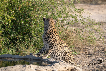 Leopard drinking at a waterhole, Botswana
