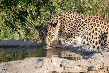 Leopard drinking at a waterhole, Botswana