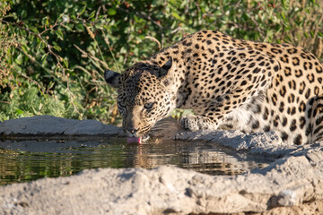 Leopard drinking at a waterhole, Botswana