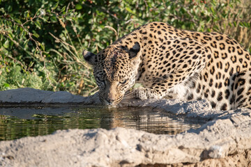 Leopard drinking at a waterhole, Botswana