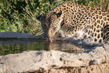 Leopard drinking at a waterhole, Botswana