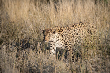 Leopard drinking at a waterhole, Botswana