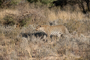 Leopard drinking at a waterhole, Botswana