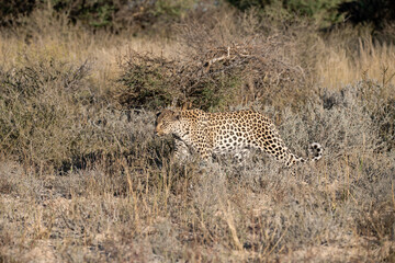 Leopard drinking at a waterhole, Botswana