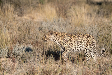 Naklejka premium Leopard drinking at a waterhole, Botswana