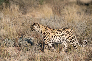 Naklejka premium Leopard drinking at a waterhole, Botswana