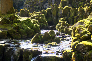 Moss-Covered Basalt Columns and Stream in a Forest Landscape