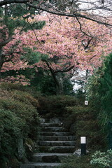 japanese garden and sakura