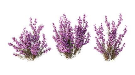 Pack of Heather set of Three Different Poses set Against Transparent Background for Nature Branding, Garden Design, or Floral Promotion Projects