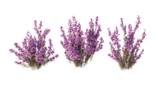 Pack of Heather set of Three Different Poses set Against Transparent Background for Nature Branding, Garden Design, or Floral Promotion Projects