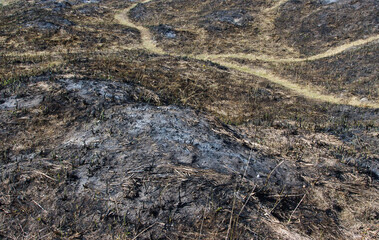 dry burnt grass on the ground after wildfire