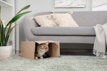 Cute cat sitting in overturned cardboard box at home