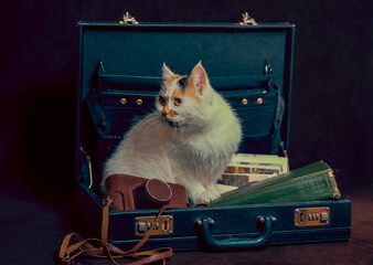 Mongrel cat explores an old suitcase filled with treasures of the past