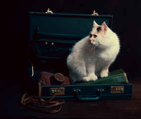 Mongrel cat explores an old suitcase filled with treasures of the past