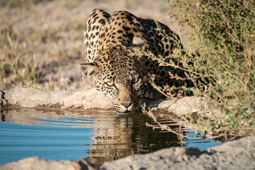Leopard drinking at a waterhole, Botswana