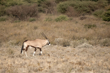 Fototapeta premium Leopard drinking at a waterhole, Botswana