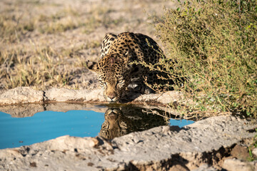 Leopard drinking at a waterhole, Botswana