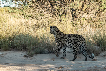 Leopard drinking at a waterhole, Botswana
