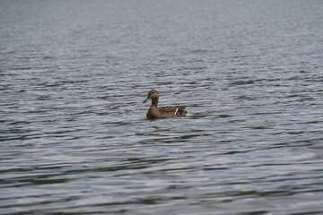 A duck swims alone in the rippled water of a lake
