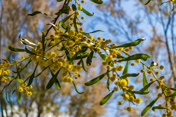 Beautiful bright yellow hairy mimosa flowers close-up. Blooming mimosa tree in early spring waves on wind. Sunny spring day. Acacia dealbata. Fluffy flowers in spring garden with sunny bokeh light