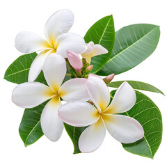 Fototapeta premium Elegant white flower with lush green leaves set against a clean transparent background for artistic display