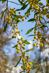 Beautiful bright yellow hairy mimosa flowers close-up. Blooming mimosa tree in early spring waves on wind. Sunny spring day. Acacia dealbata. Fluffy flowers in spring garden with sunny bokeh light