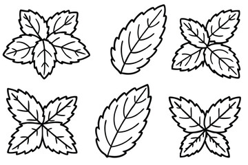 Mint Leaf Line Art Detailed Illustration for Artistic Visual Work  © MD Eamon Shikder