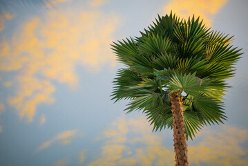 Palm tree with reflection in the water at sunset. Tropical background © yongyut