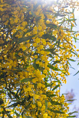 Beautiful bright yellow hairy mimosa flowers close-up. Blooming mimosa tree in early spring waves on wind. Sunny spring day. Acacia dealbata. Fluffy flowers in spring garden with sunny bokeh light