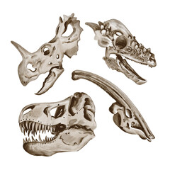 Set of dinosaur skulls. Traceratops and theranosaurus. Predatory and herbivorous animals. Skeletons of ancient animals and fossils. Watercolor illustration without background. Hand drawing © Alena Sid