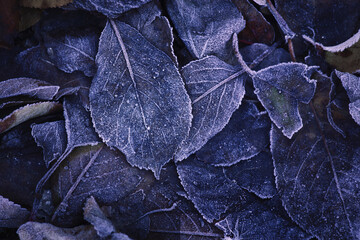 Top view of frosted fallen leaves in cold hues. Frost-covered autumn leaves form a quiet, textured tapestry, echoing stillness and the passage of time.