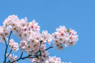 桜の開花イメージ