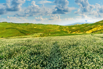 green spring valley with hills and meadows covered with fresh colorful flowers and young grass with beautiful landscape with cloudy sky on background