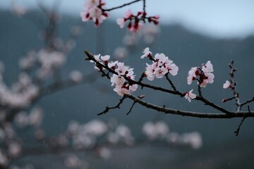 sakura in the rain