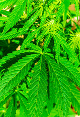 Cannabis plant and green leaves and white flowers. Growing organic medicinal cannabis plant indoors for CBD