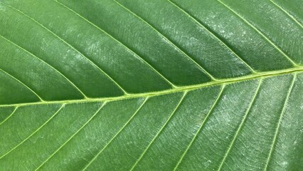 view of  details of leaf in the garden green