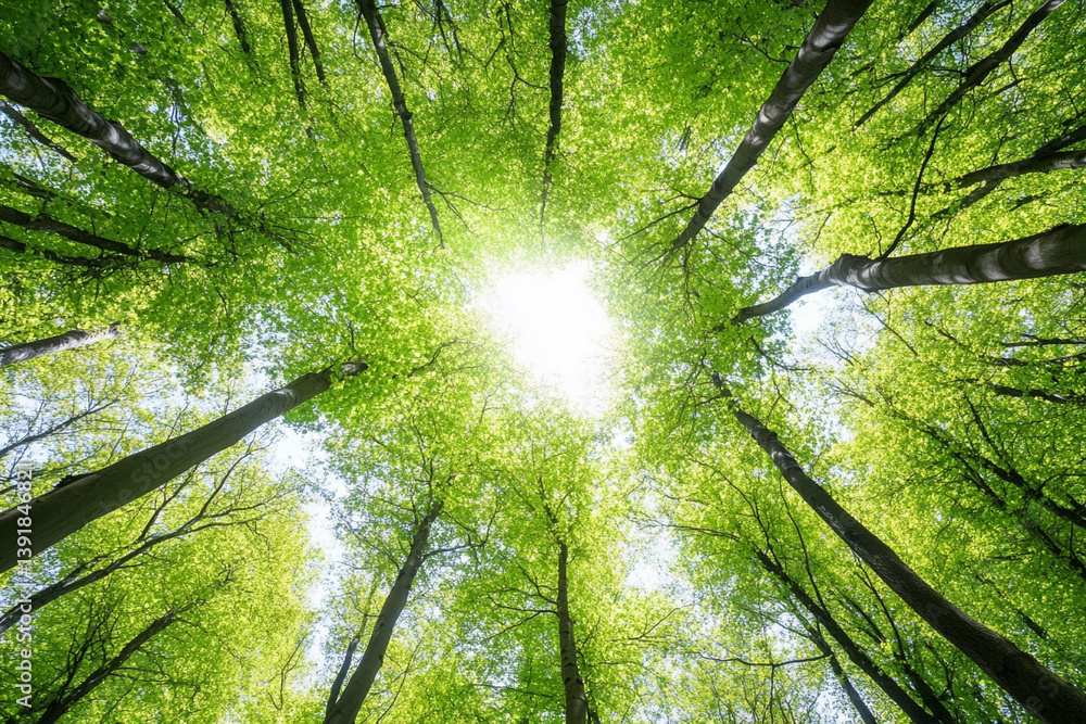 Poster sunlight filters through dense green tree canopy in tranquil forest setting during midday in summer