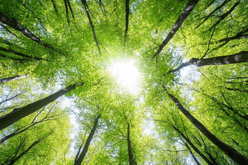 Fototapeta premium Sunlight filters through dense green tree canopy in tranquil forest setting during midday in summer