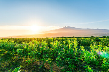 Fototapeta premium sunset or sunrise landscape of a green summer garden on a fruit tree plantation with green leaves and amazing cloudy sky above mountains