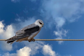 Black-Shouldered Kite Perched on Electric Wire Near Roadside
