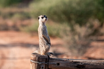 A meerkat stands tall on its hind legs, scanning the vast Kalahari with watchful eyes. Its tiny...